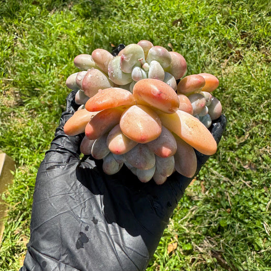 Rare succulents, Pachyveria 'Elaine Reinelt'  cluster, 3.6inches, 4heads