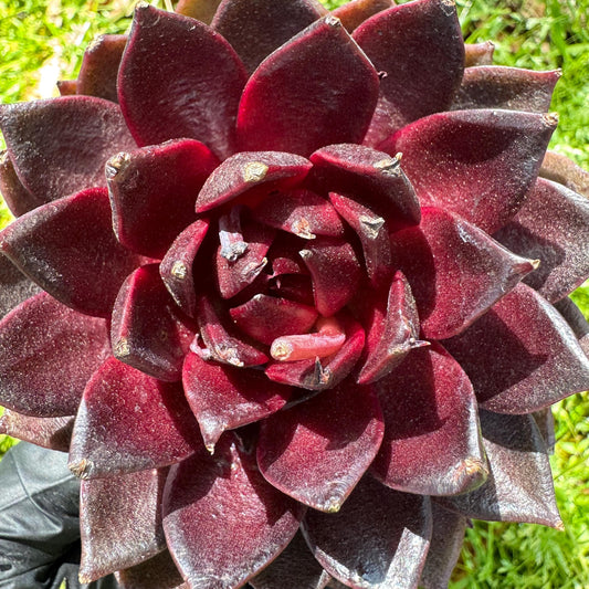 New rare succulents , Echeveri 'black fox’ , 3.2inches