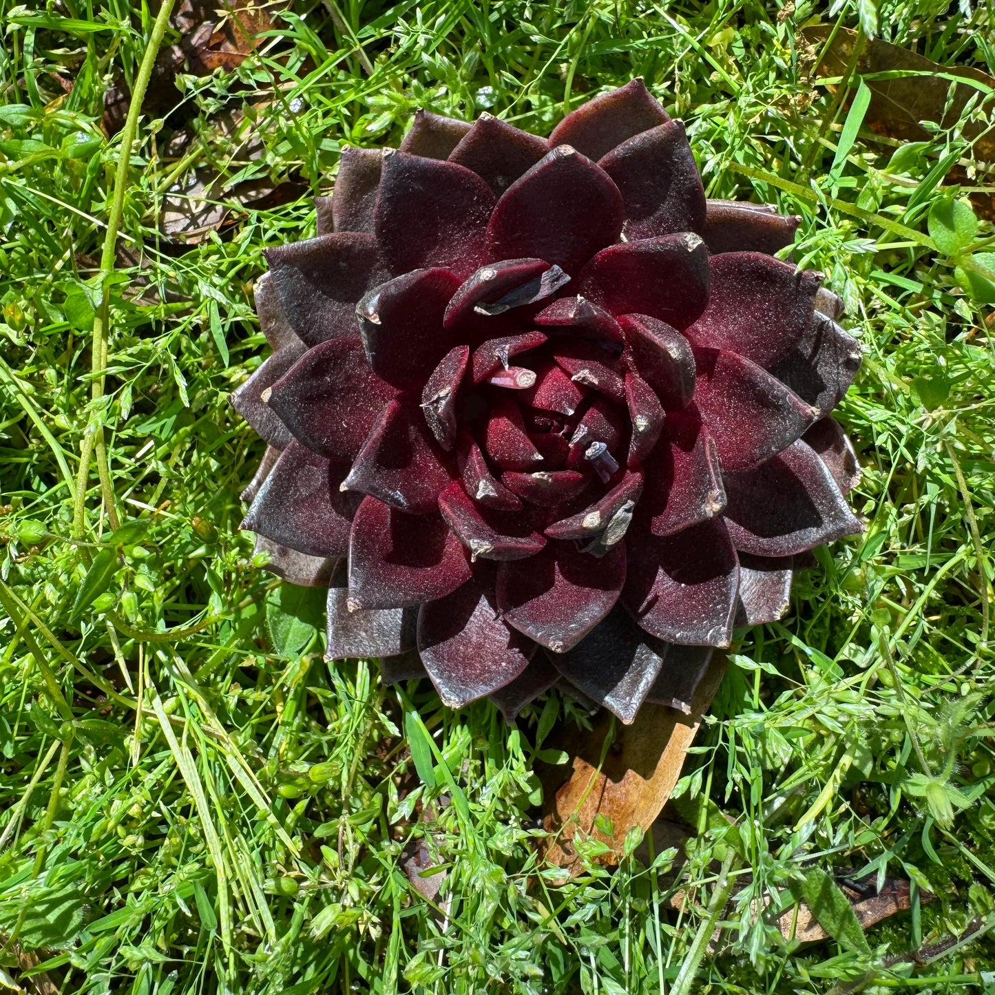 New rare succulents , Echeveri 'black fox’ , 3.2inches