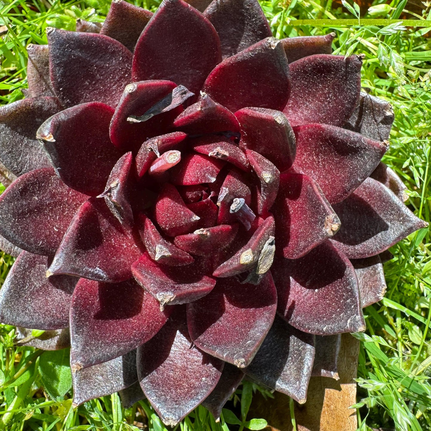 New rare succulents , Echeveri 'black fox’ , 3.2inches