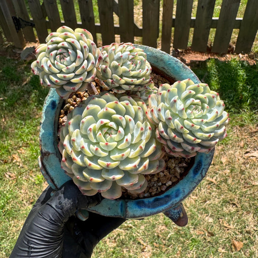 Rare succulents, Echeveria 'Minima variegated' cluster, 3.7inches