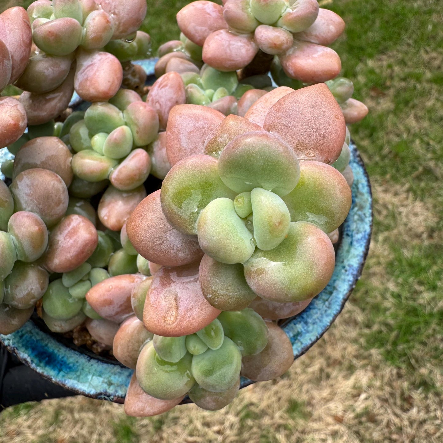 Rare succulents, Graptosedum 'red miul '  cluster, nice color, 4.1inches