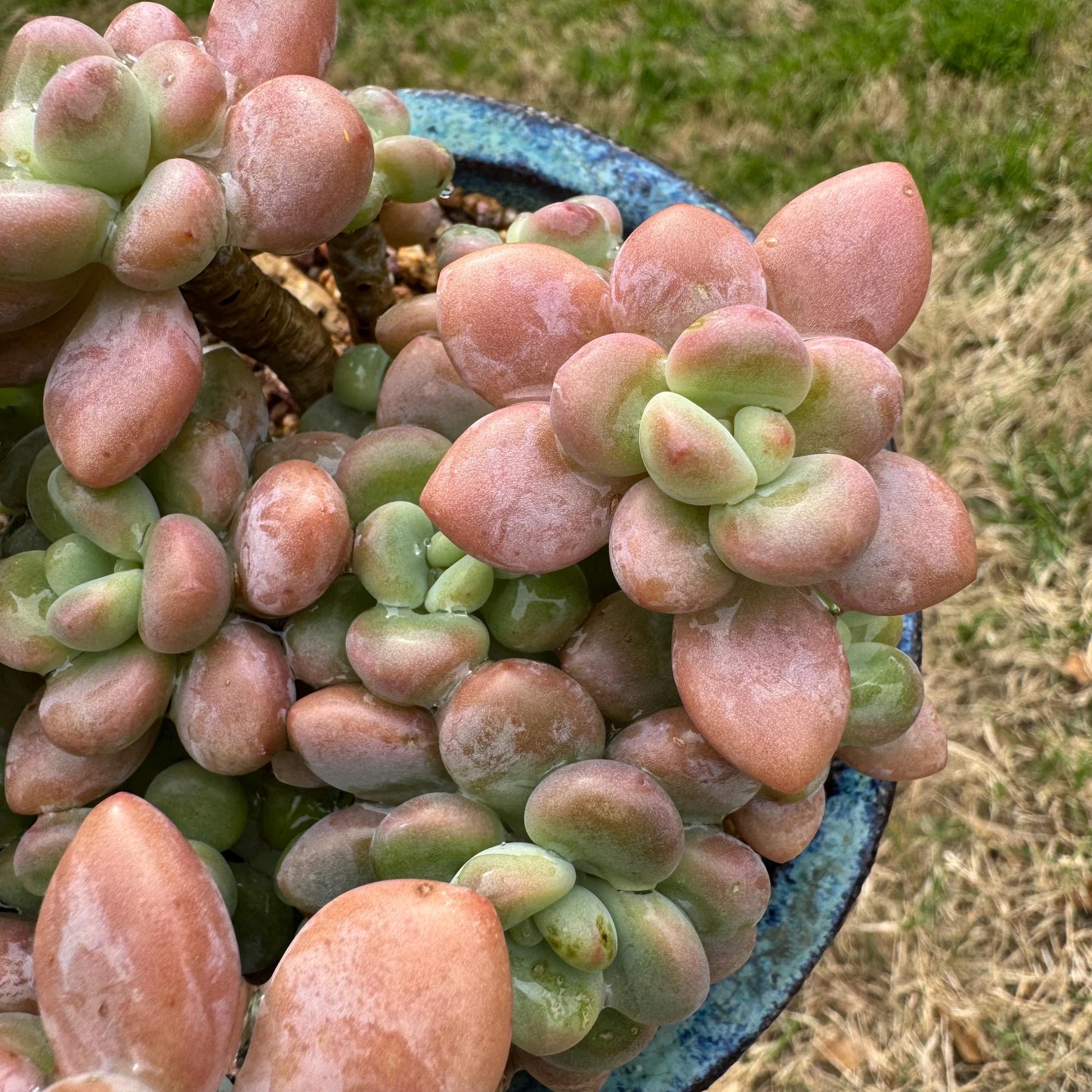 Rare succulents, Graptosedum 'red miul '  cluster, nice color, 4.1inches