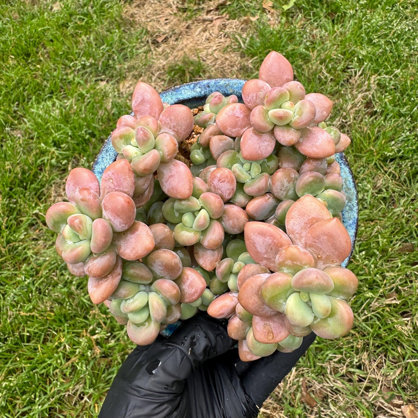 Rare succulents, Graptosedum 'red miul '  cluster, nice color, 4.1inches