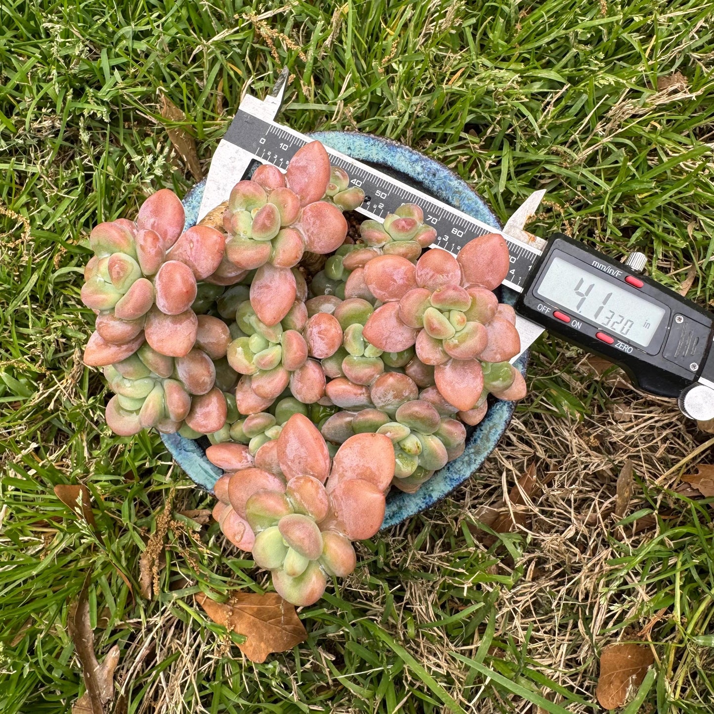 Rare succulents, Graptosedum 'red miul '  cluster, nice color, 4.1inches