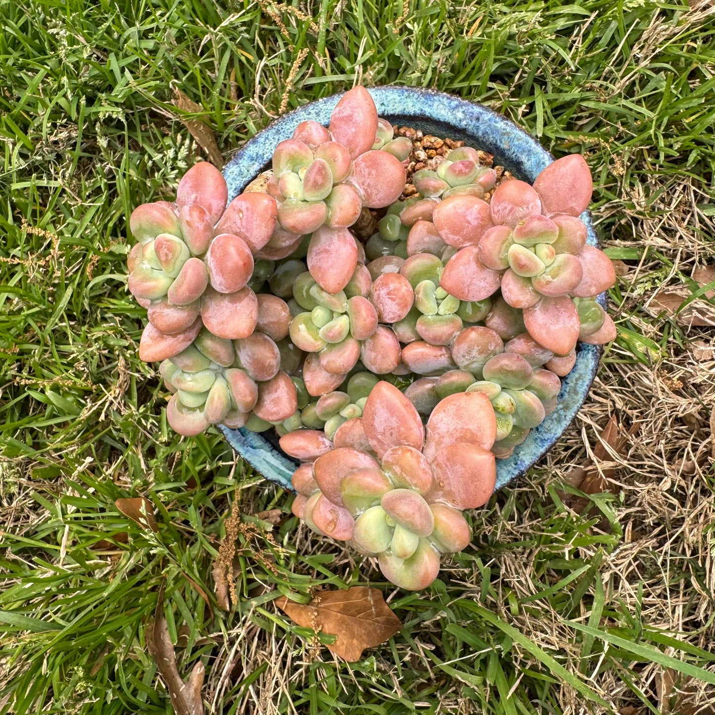 Rare succulents, Graptosedum 'red miul '  cluster, nice color, 4.1inches