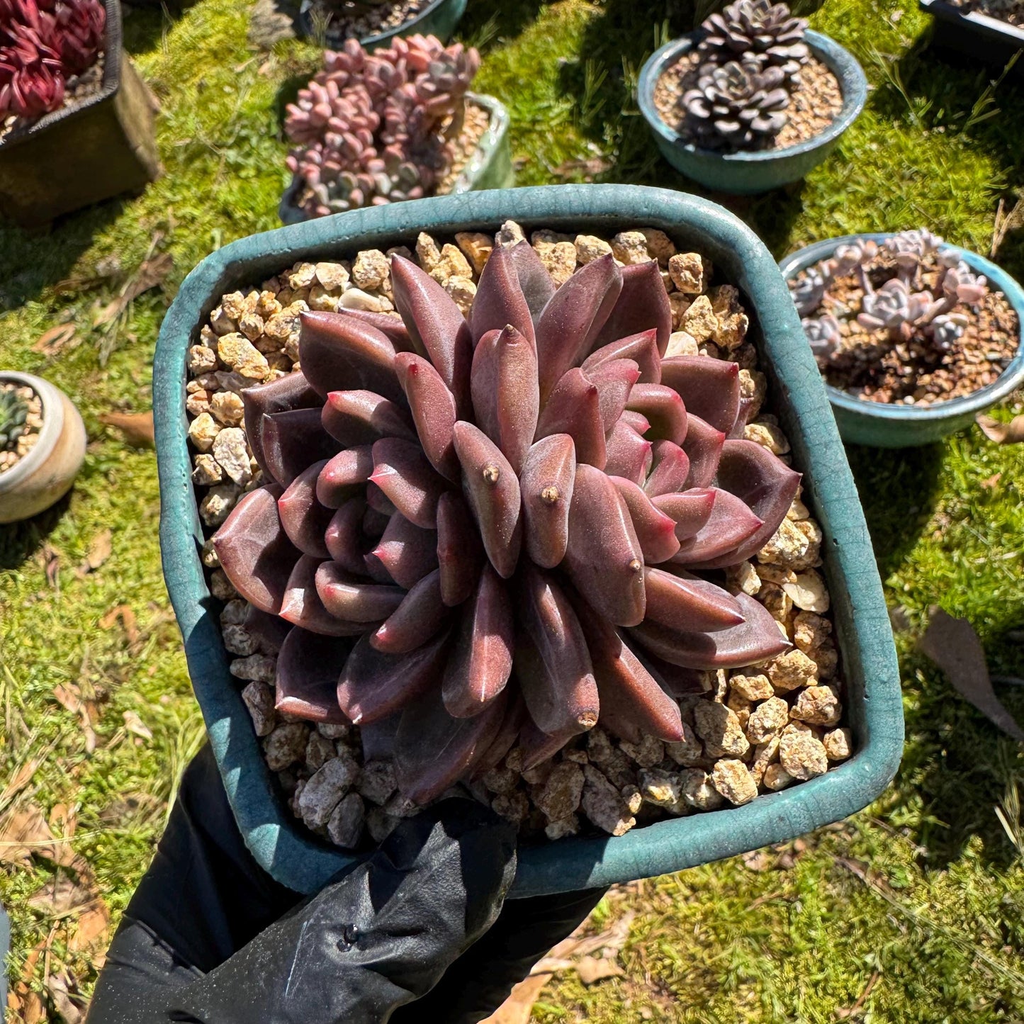 Rare succulents plants, Echeveria 'Daredevil with dark line', 3.2in