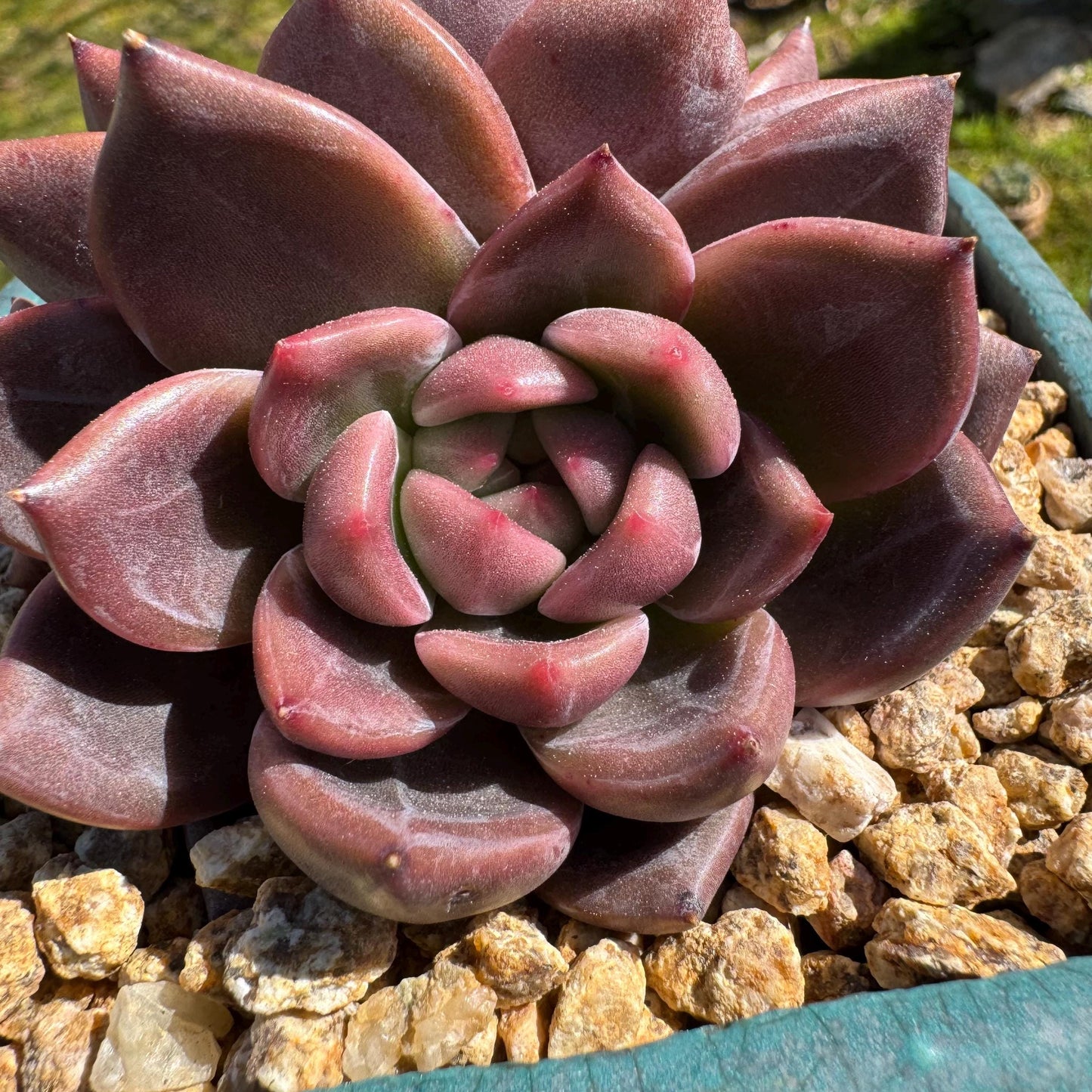 Rare succulents plants, Echeveria 'Daredevil with dark line', 3.2in