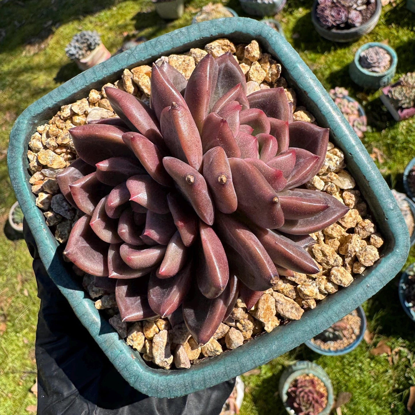 Rare succulents plants, Echeveria 'Daredevil with dark line', 3.2in