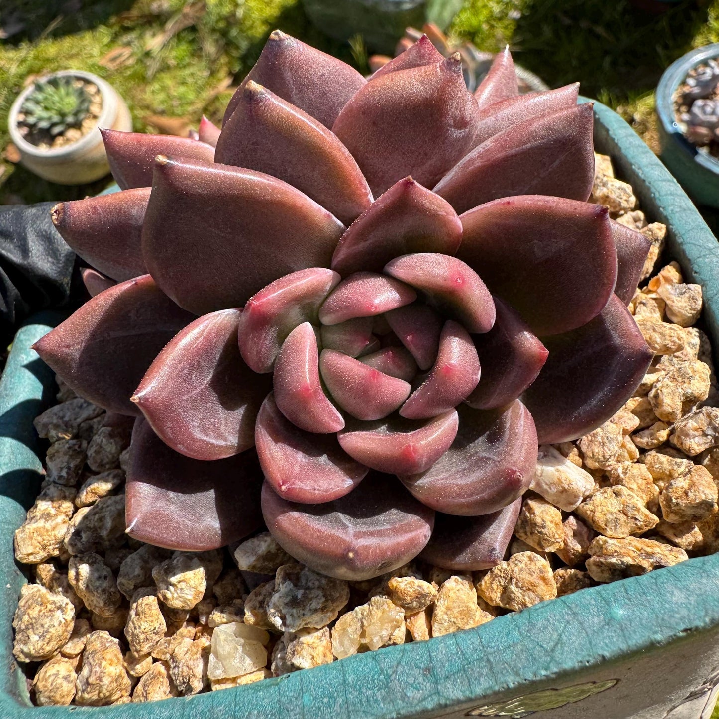 Rare succulents plants, Echeveria 'Daredevil with dark line', 3.2in