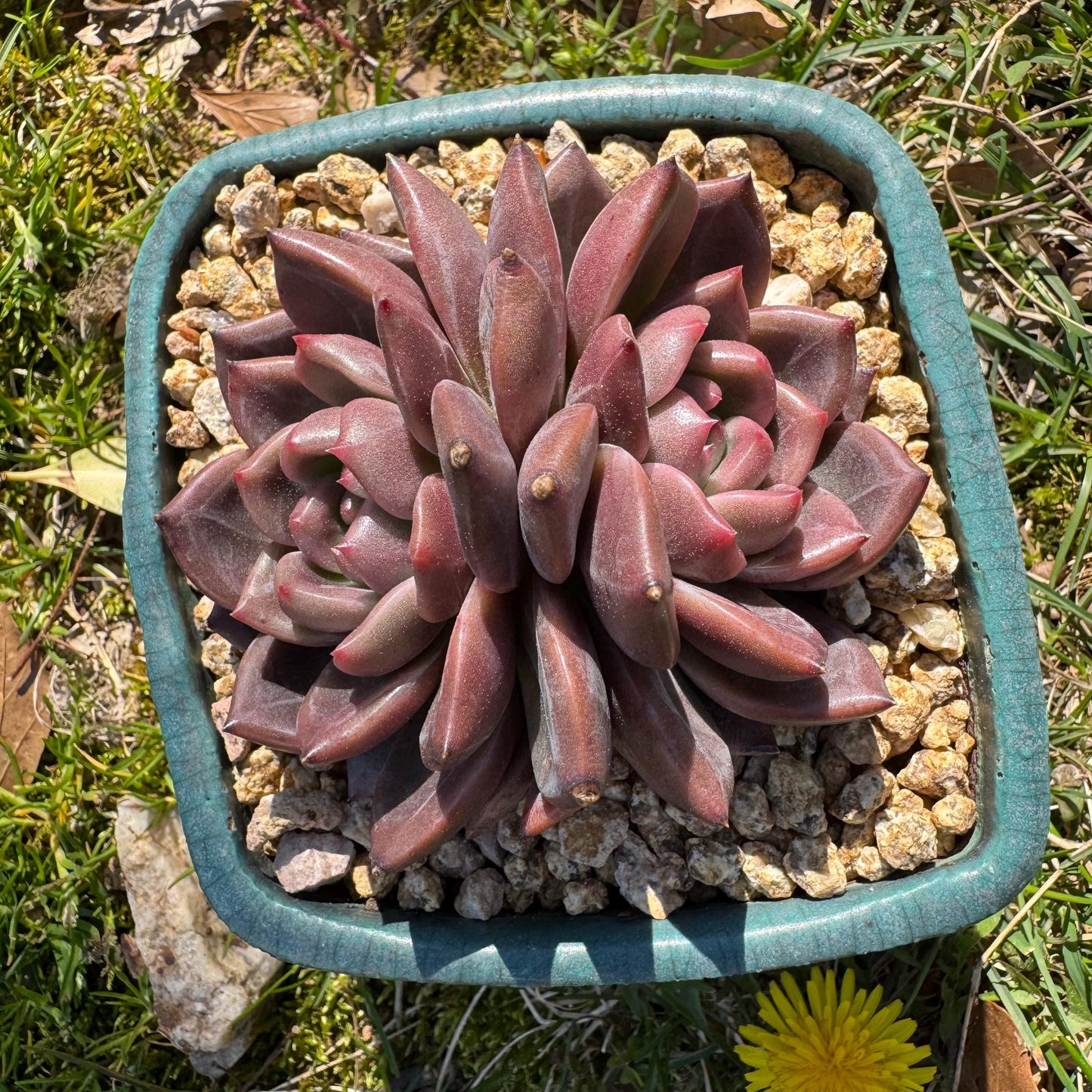 Rare succulents plants, Echeveria 'Daredevil with dark line', 3.2in