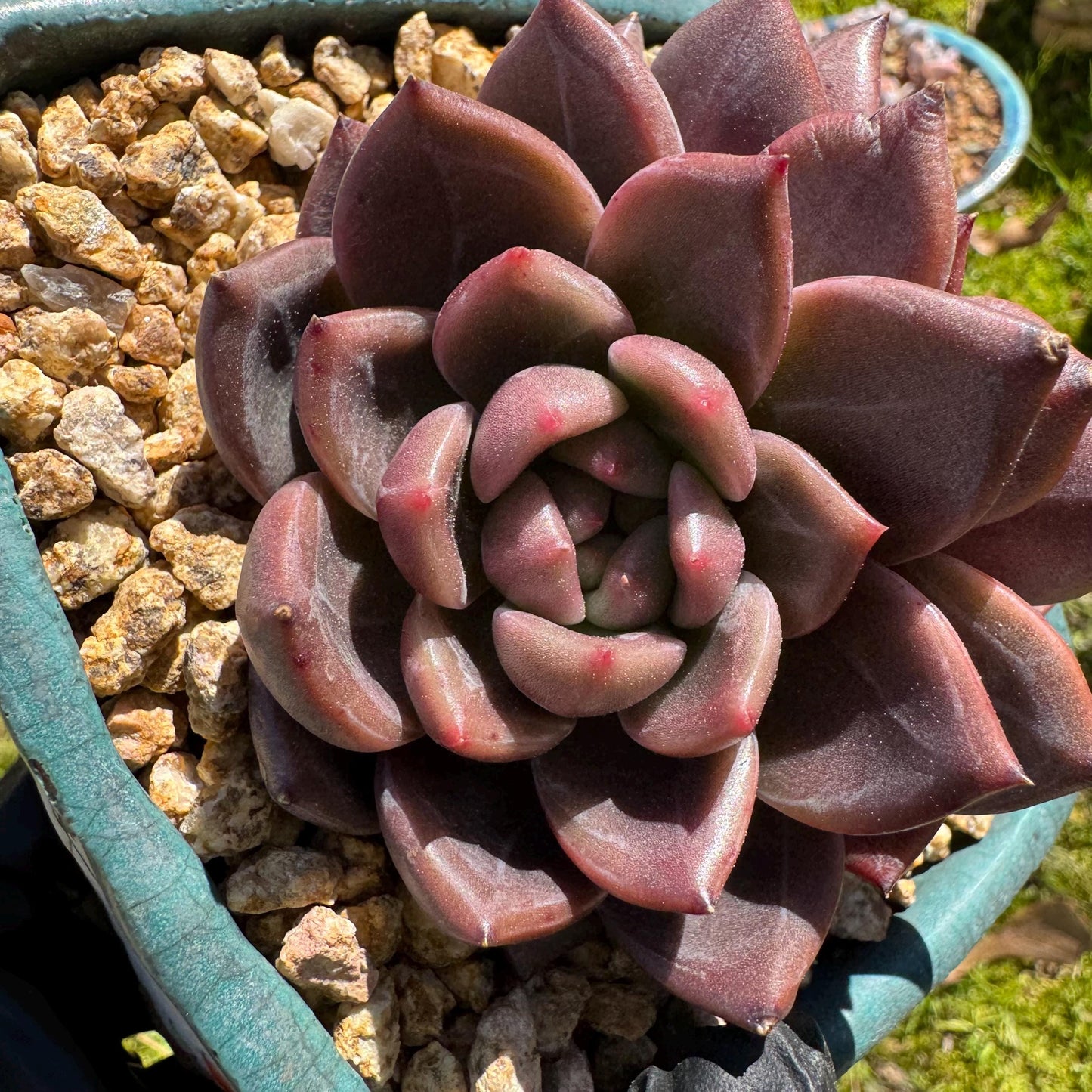 Rare succulents plants, Echeveria 'Daredevil with dark line', 3.2in