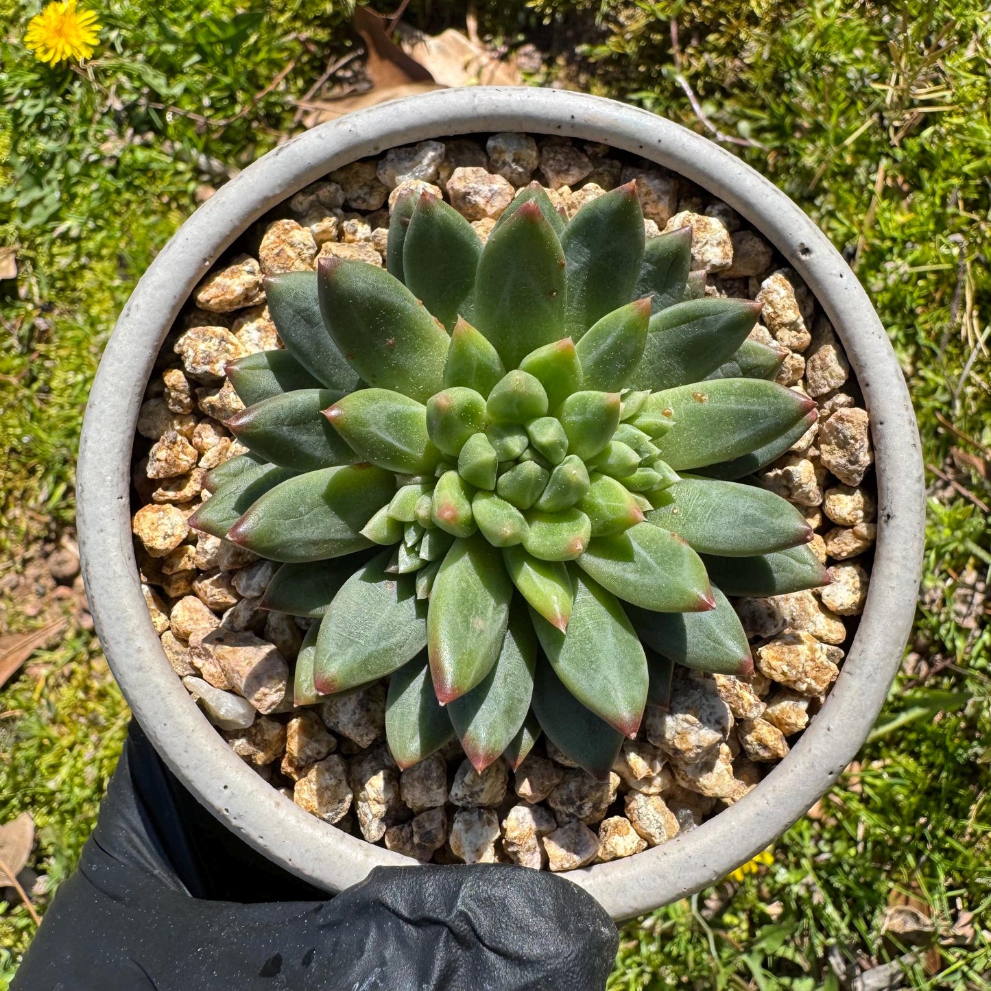 Rare succulents plants, Echeveri' oracle bone inscriptions ' , 2.4in