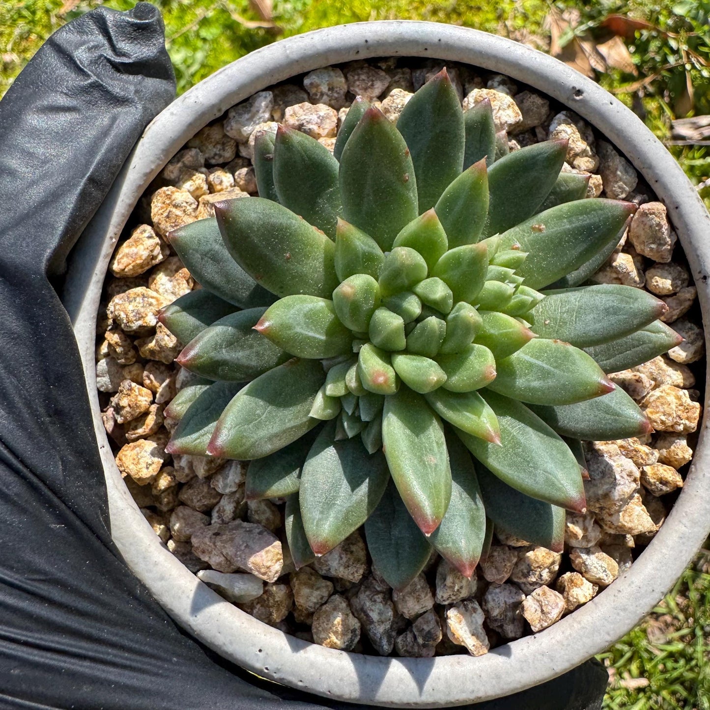 Rare succulents plants, Echeveri' oracle bone inscriptions ' , 2.4in