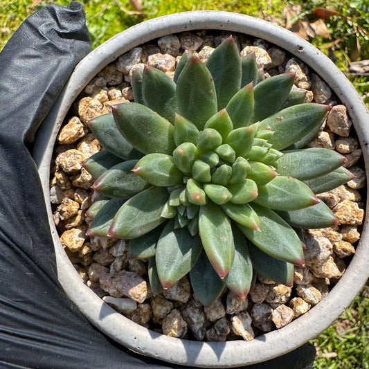 Rare succulents plants, Echeveri' oracle bone inscriptions ' , 2.4in