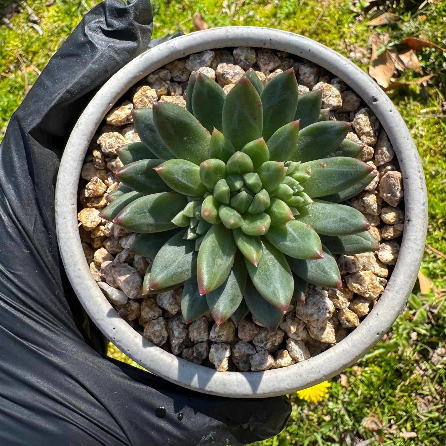 Rare succulents plants, Echeveri' oracle bone inscriptions ' , 2.4in