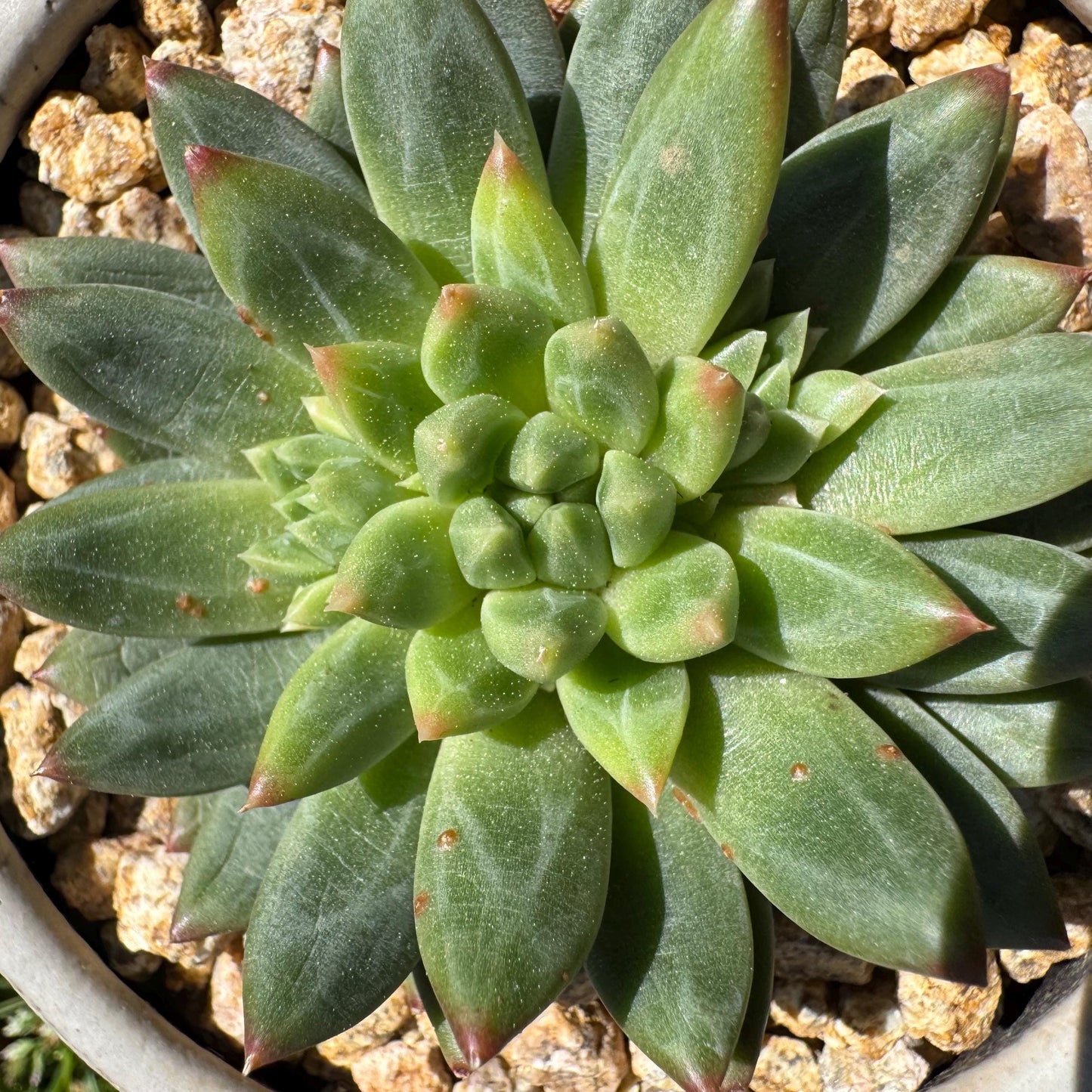 Rare succulents plants, Echeveri' oracle bone inscriptions ' , 2.4in