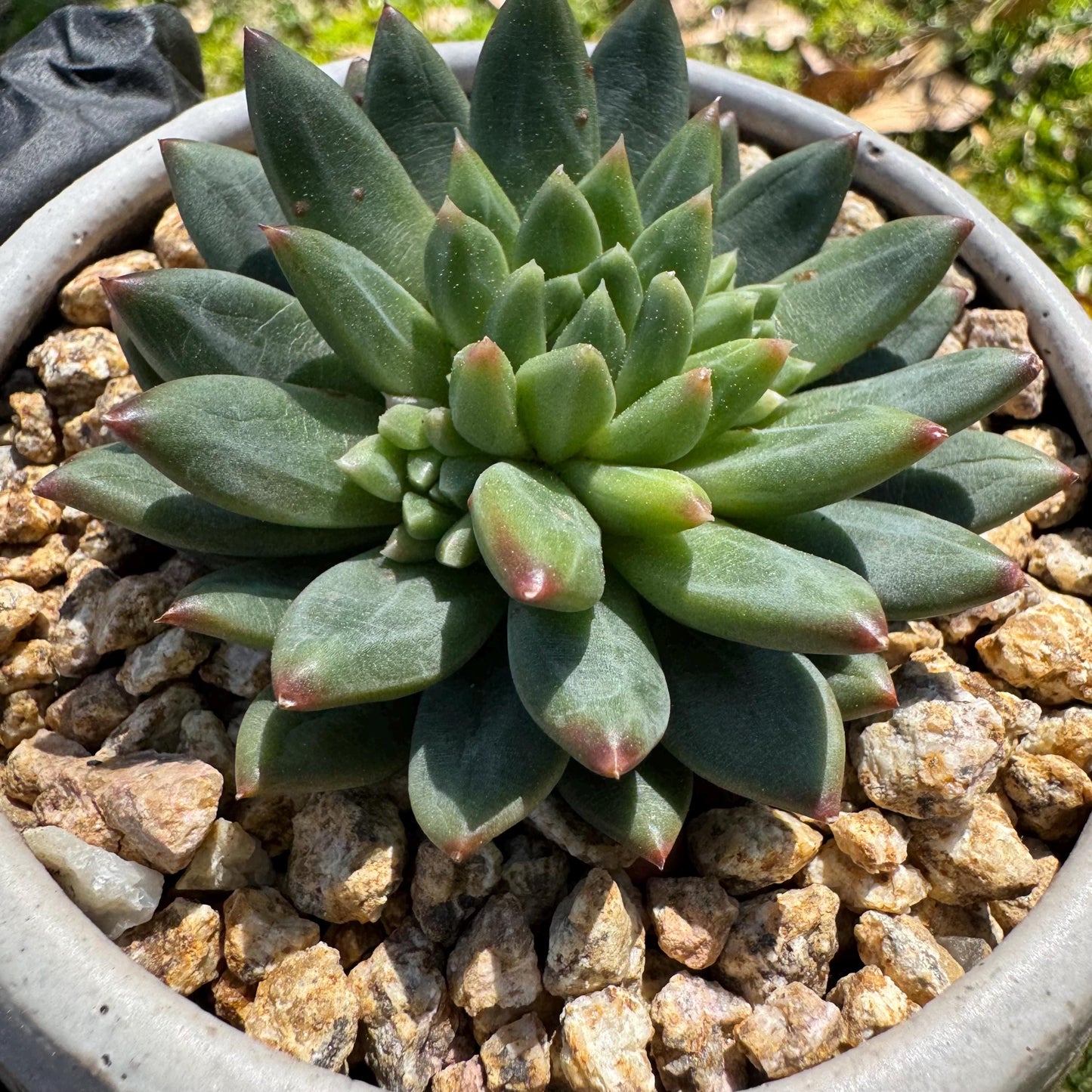 Rare succulents plants, Echeveri' oracle bone inscriptions ' , 2.4in
