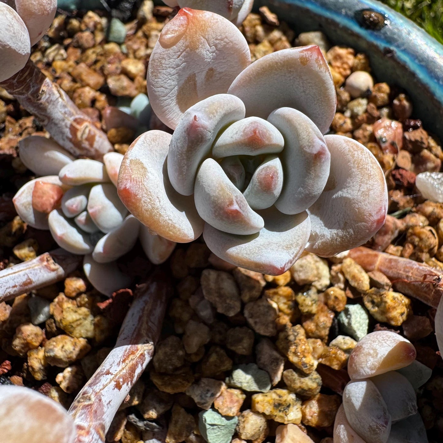 Rare succulents, Echeveria Korean  'Laui X Clacatum' cluster, 3.3 inches
