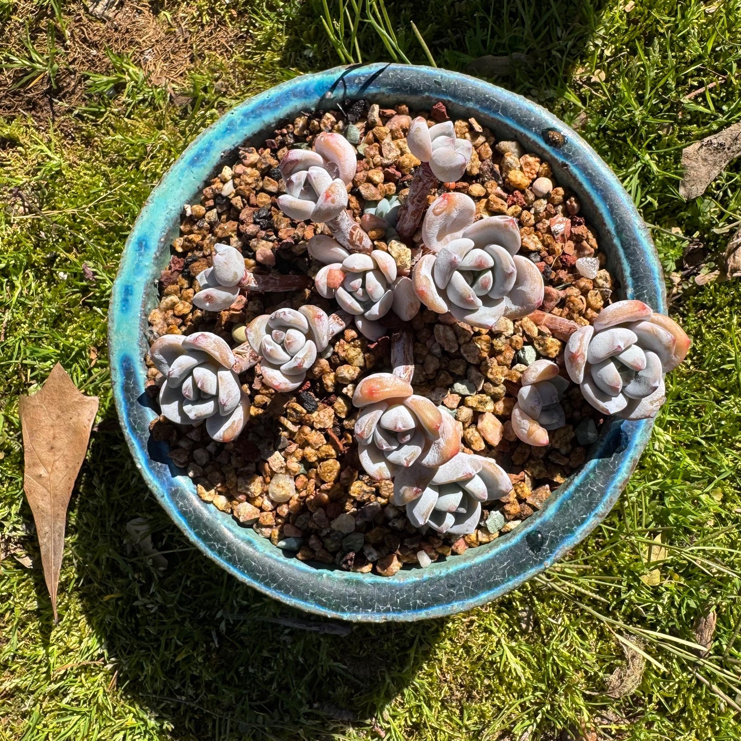 Rare succulents, Echeveria Korean  'Laui X Clacatum' cluster, 3.3 inches