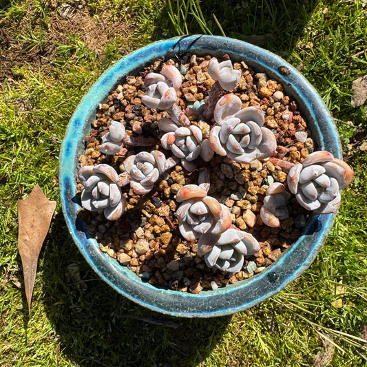 Rare succulents, Echeveria Korean  'Laui X Clacatum' cluster, 3.3 inches
