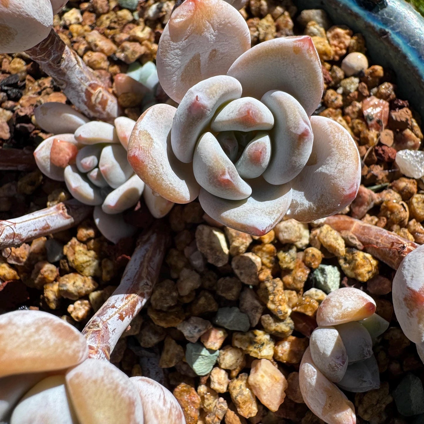 Rare succulents, Echeveria Korean  'Laui X Clacatum' cluster, 3.3 inches