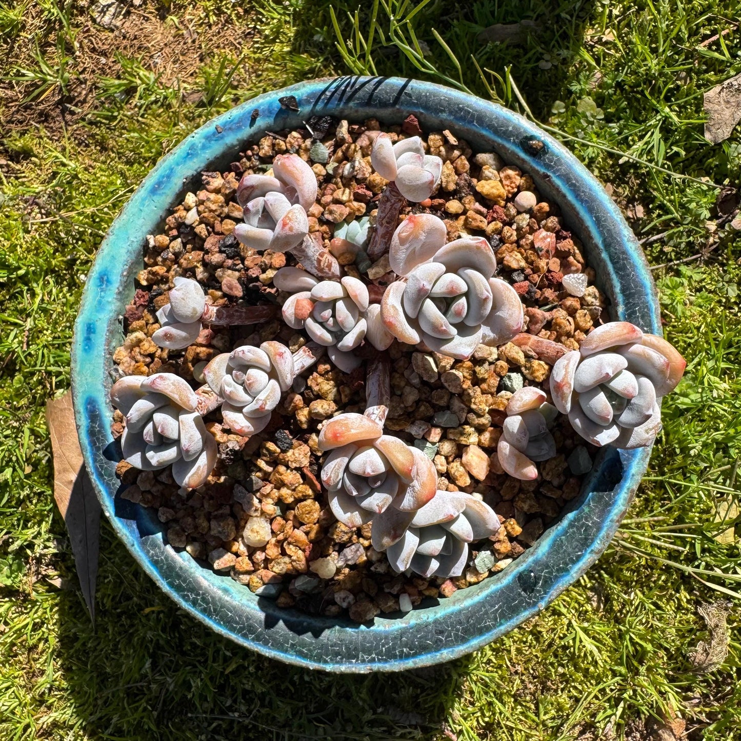 Rare succulents, Echeveria Korean  'Laui X Clacatum' cluster, 3.3 inches