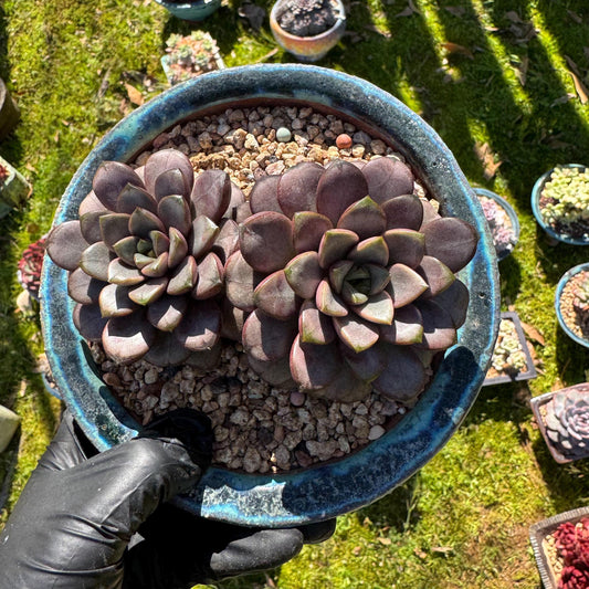 Rare succulents, Graptoveria amethorum 'grape'  , 2heads, 4.8in