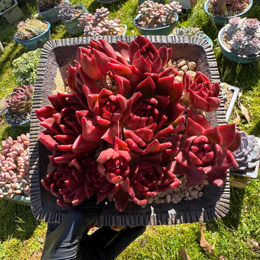 Rare succulents, Echeveria Agavoides 'Floriana'  5.7inches