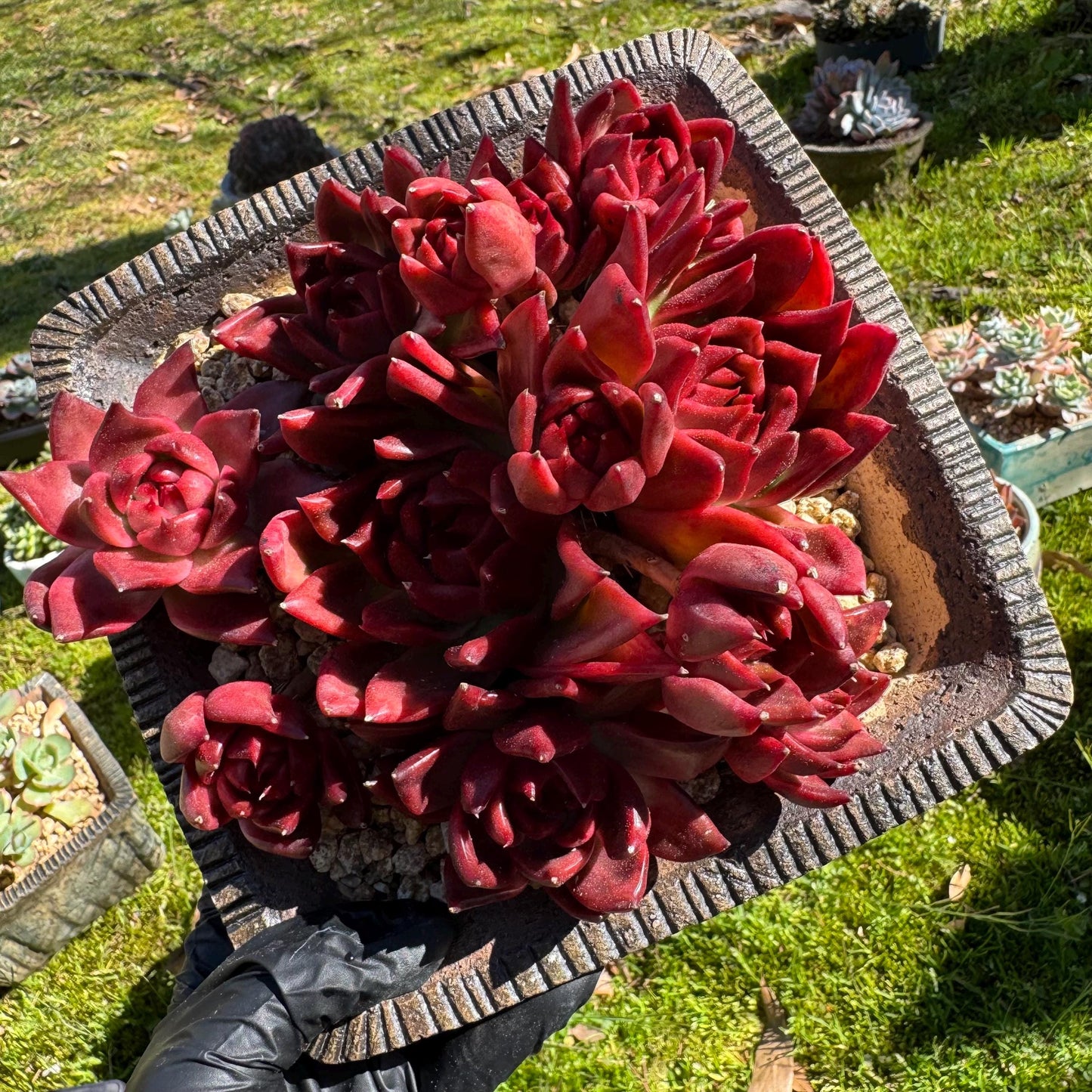 Rare succulents, Echeveria Agavoides 'Floriana'  5.7inches