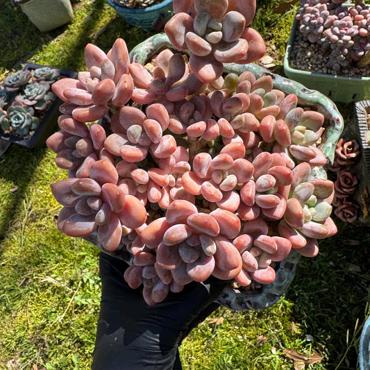 Rare succulents plants, Graptosedum 'Red miul ', big  cluster, 5.2inches