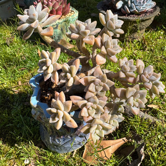 Rare succulents, Graptopetalum 'Victor Kane'  cluster, 4.2inches