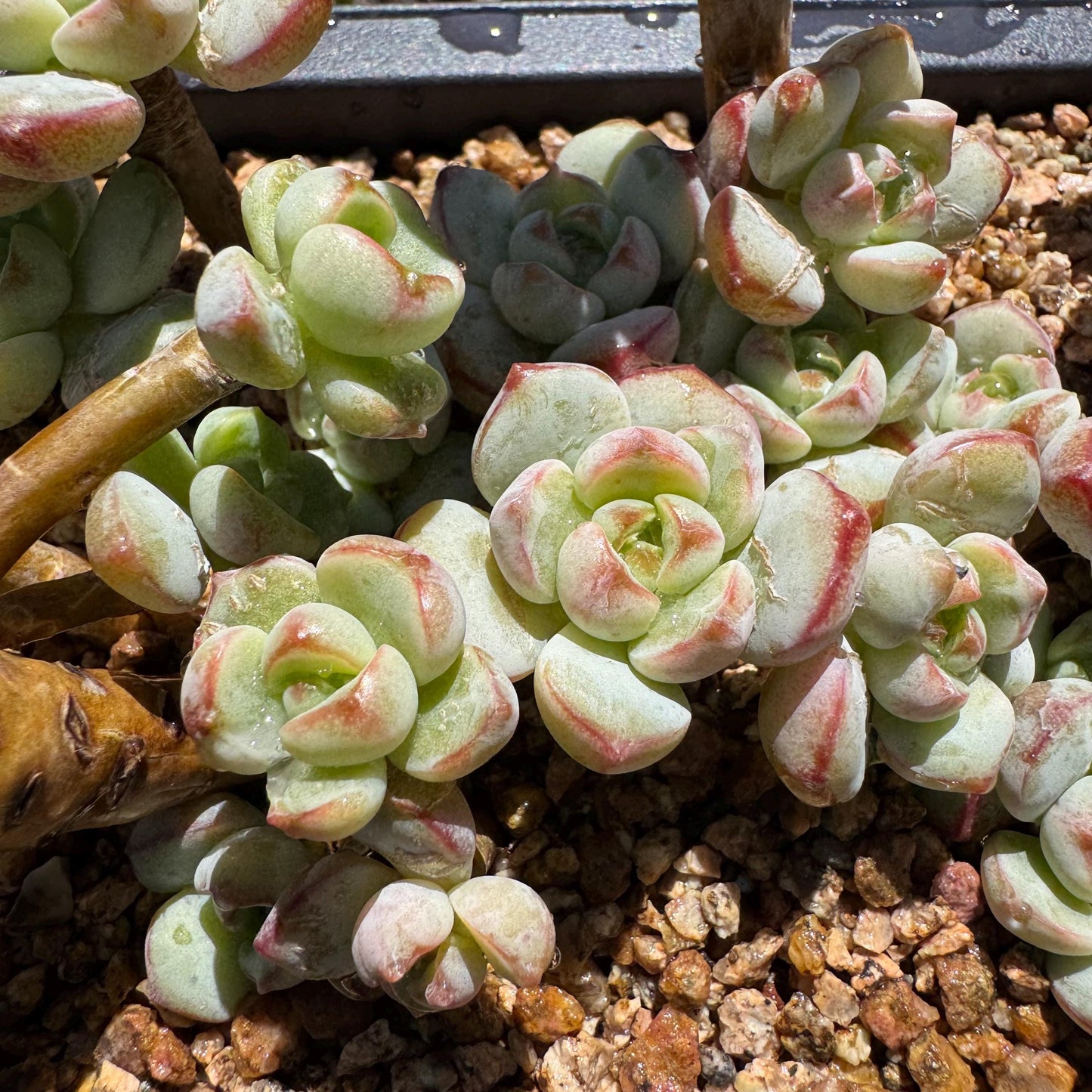 Rare succulents, Sedeveria 'Pudgye' cluster, 4.8inches