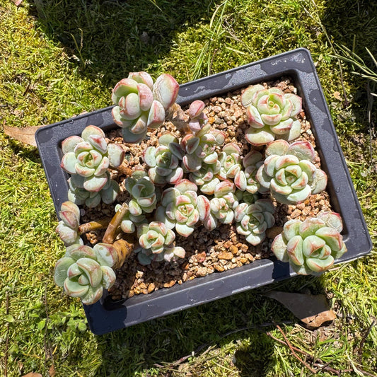 Rare succulents, Sedeveria 'Pudgye' cluster, 4.8inches