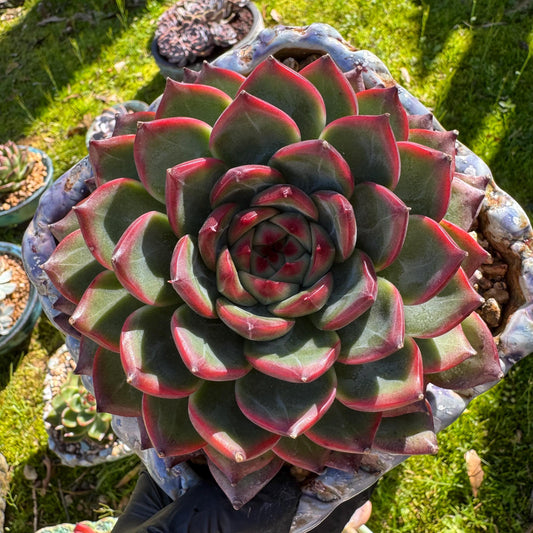 Rare succulents plants, Echeveria ‘Moonstone’ big single  , 4.9inches