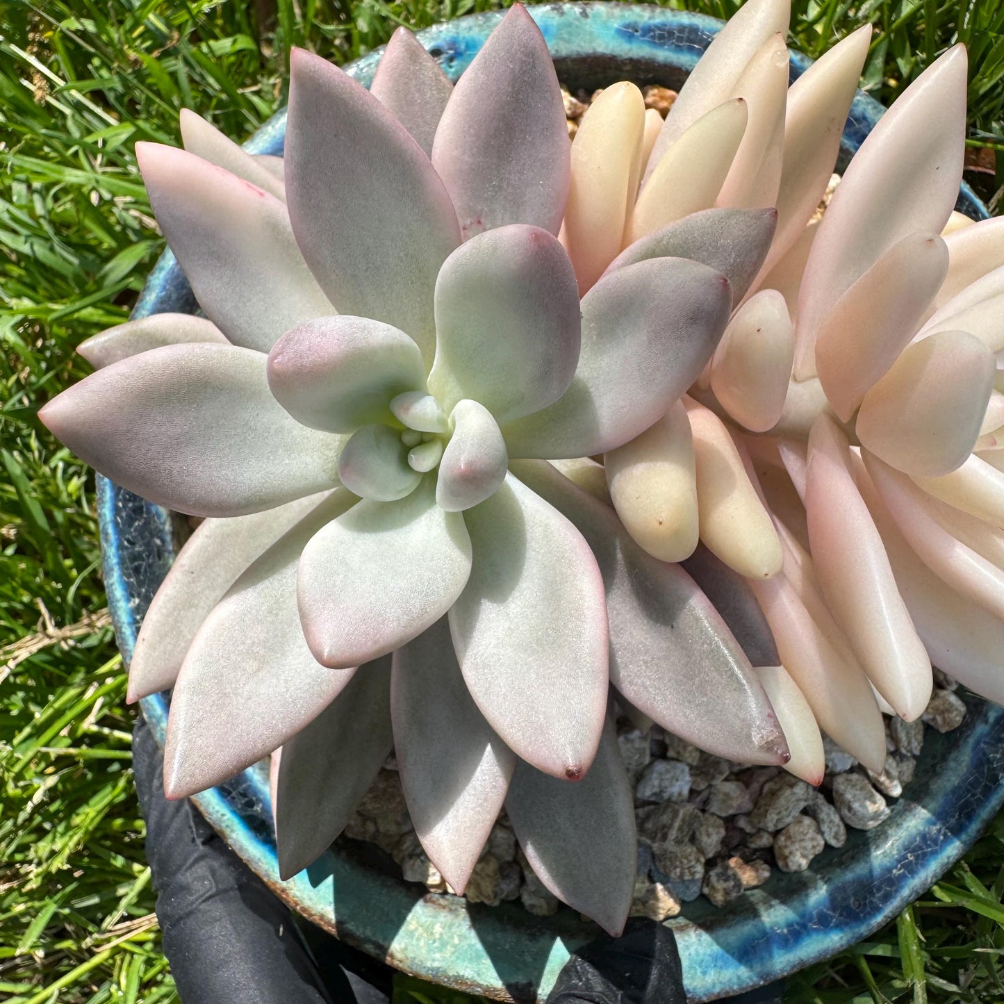New succulents, Graptoveria 'ruby donna variegated' ,2heads, 4.1inches