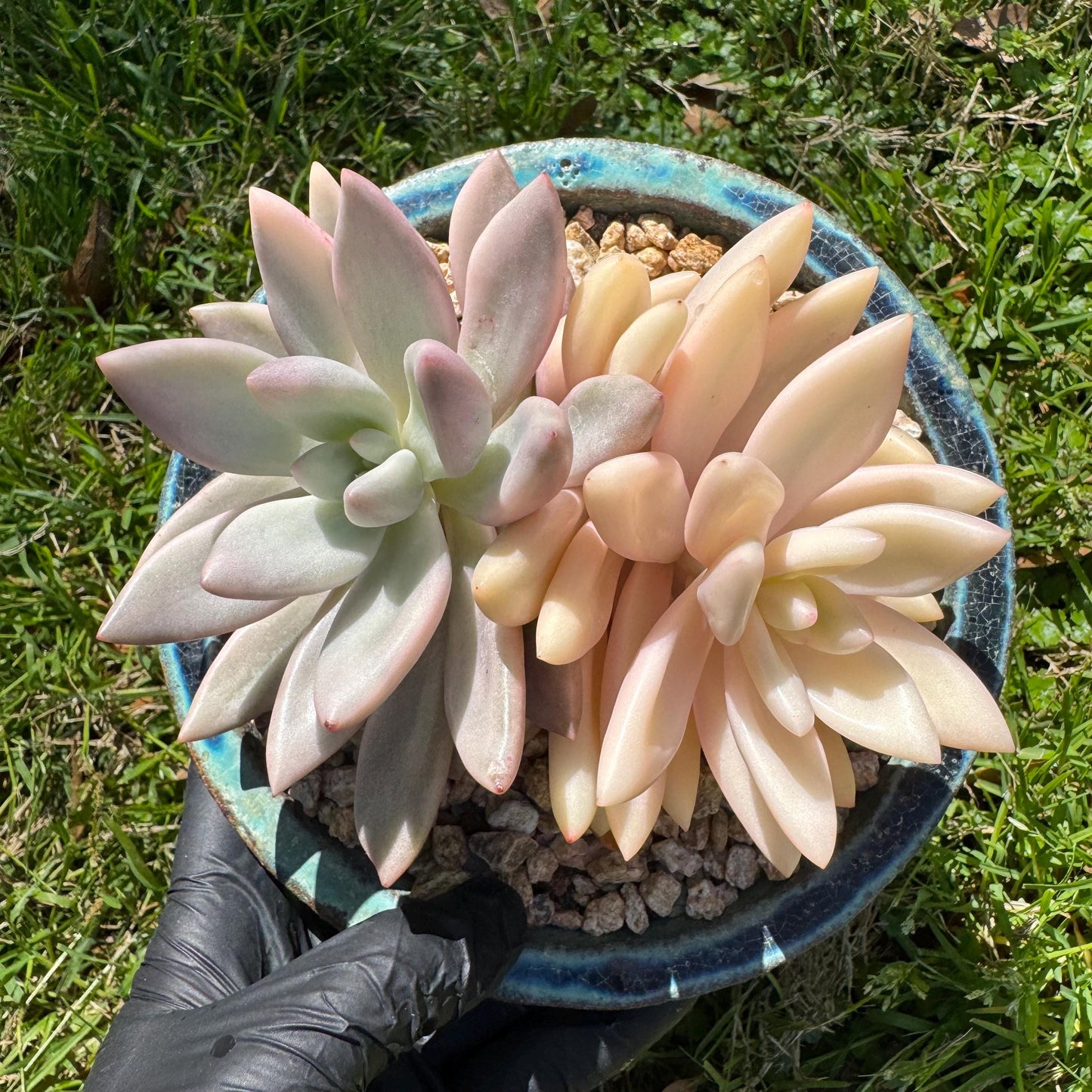 New succulents, Graptoveria 'ruby donna variegated' ,2heads, 4.1inches