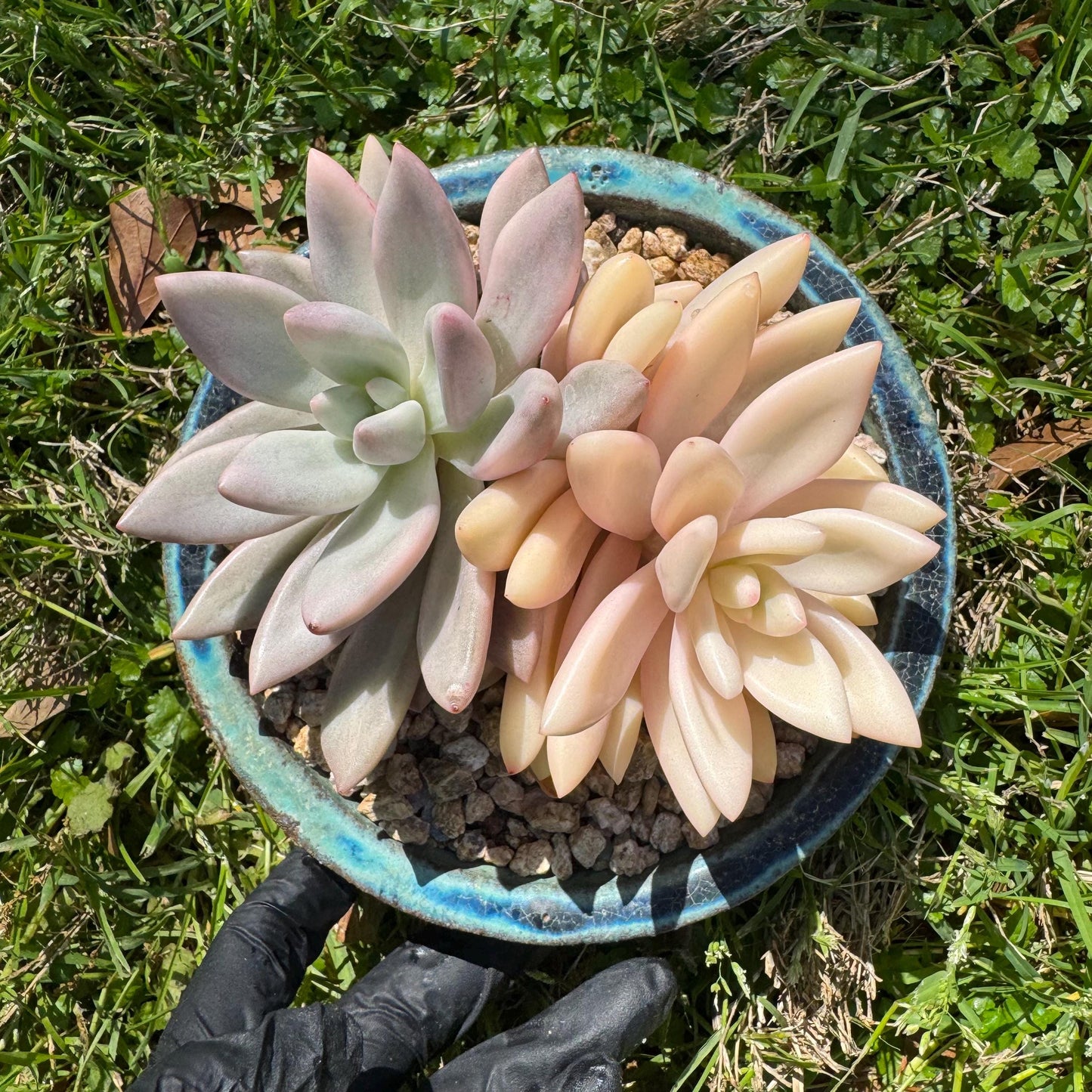 New succulents, Graptoveria 'ruby donna variegated' ,2heads, 4.1inches