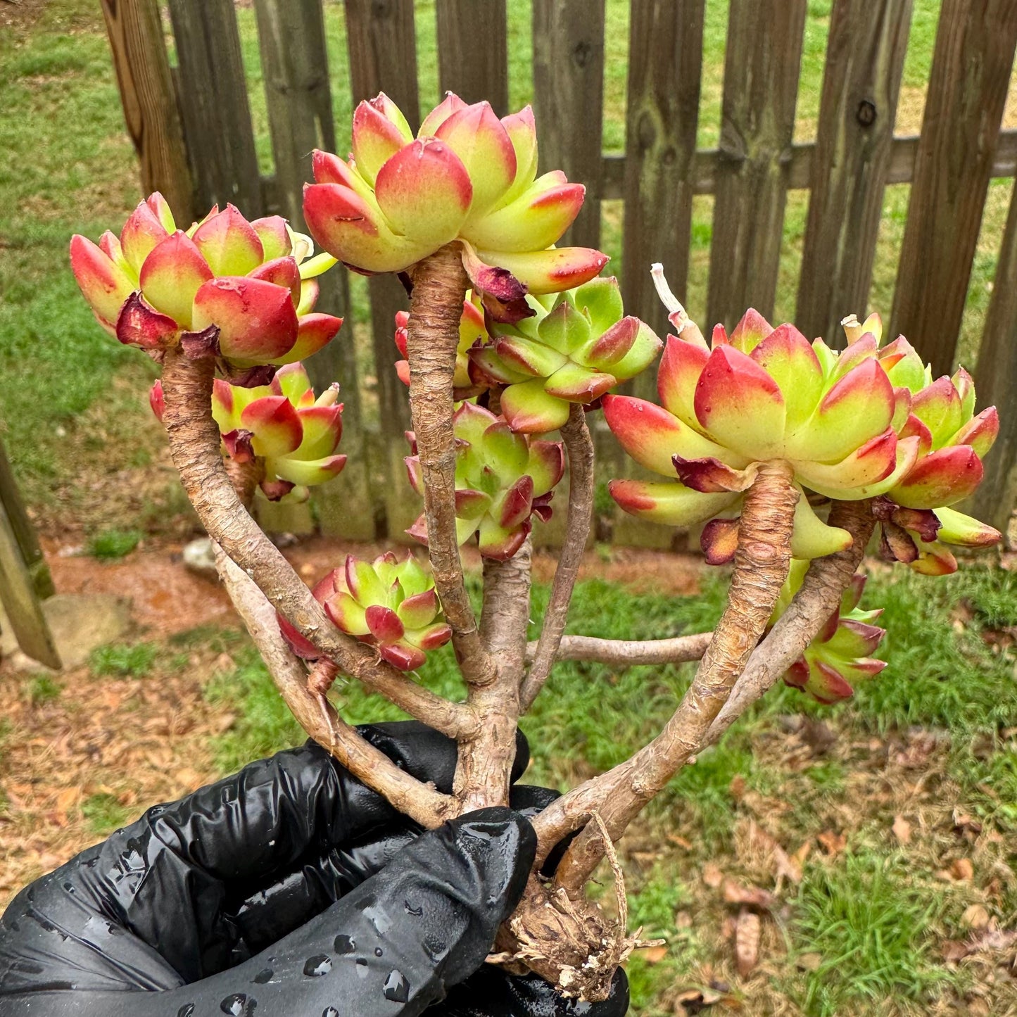 New succulents, Echeveria 'red lantern' cluster, 3.6inches