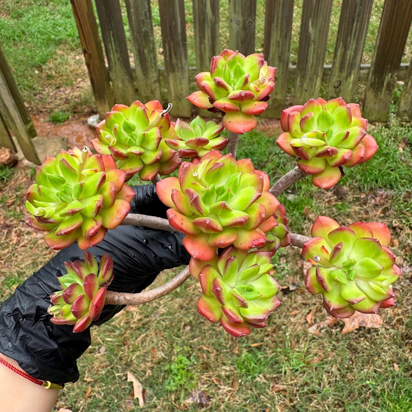New succulents, Echeveria 'red lantern' cluster, 3.6inches