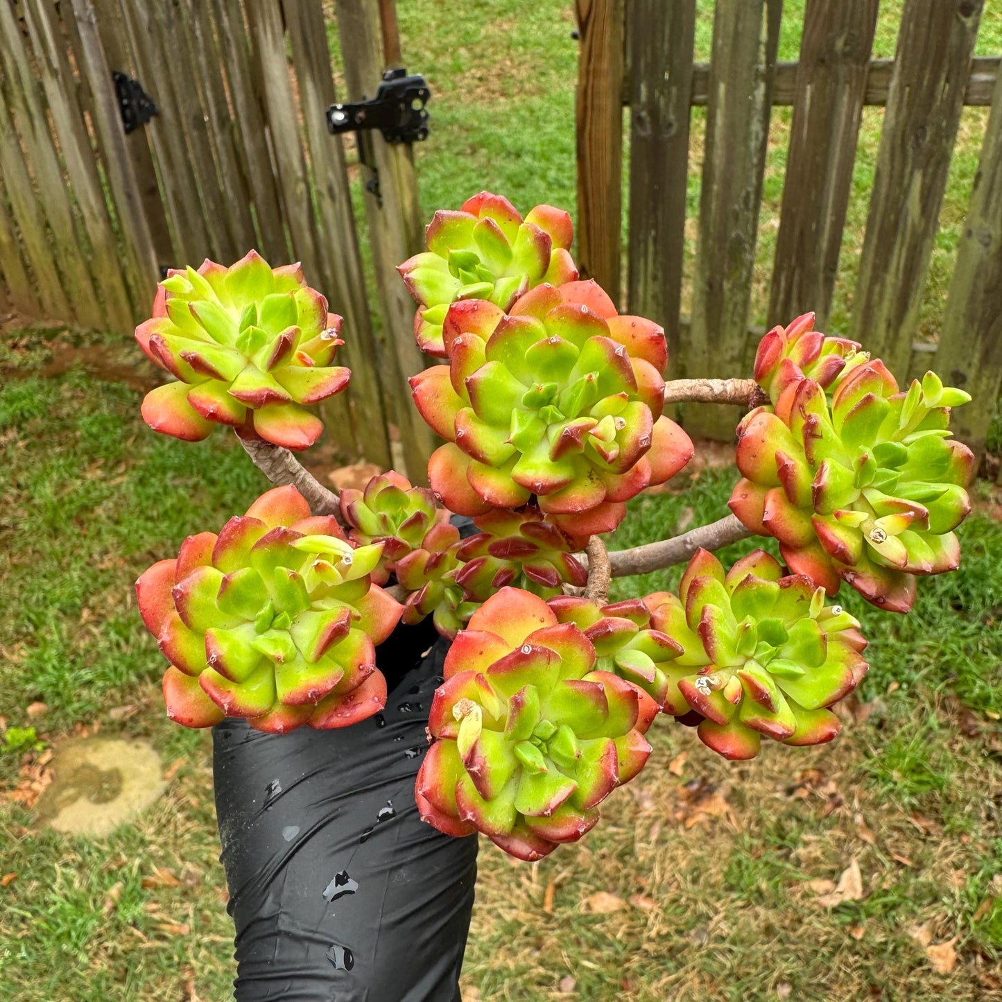 New succulents, Echeveria 'red lantern' cluster, 3.6inches