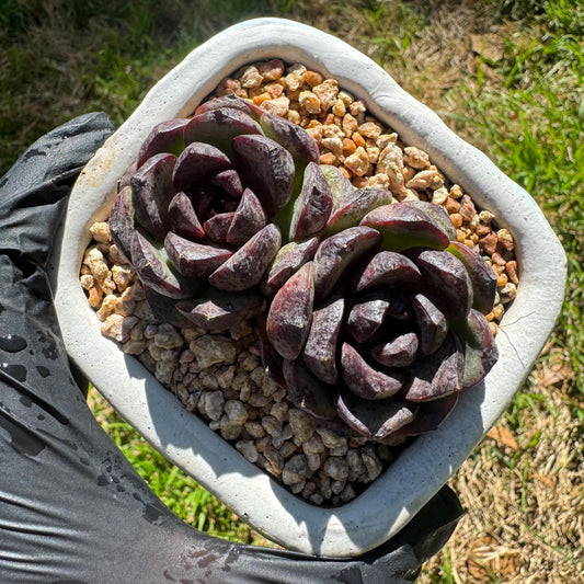 New succulents plants,  Echeveria 'black crystal , small 2heads, 3inches
