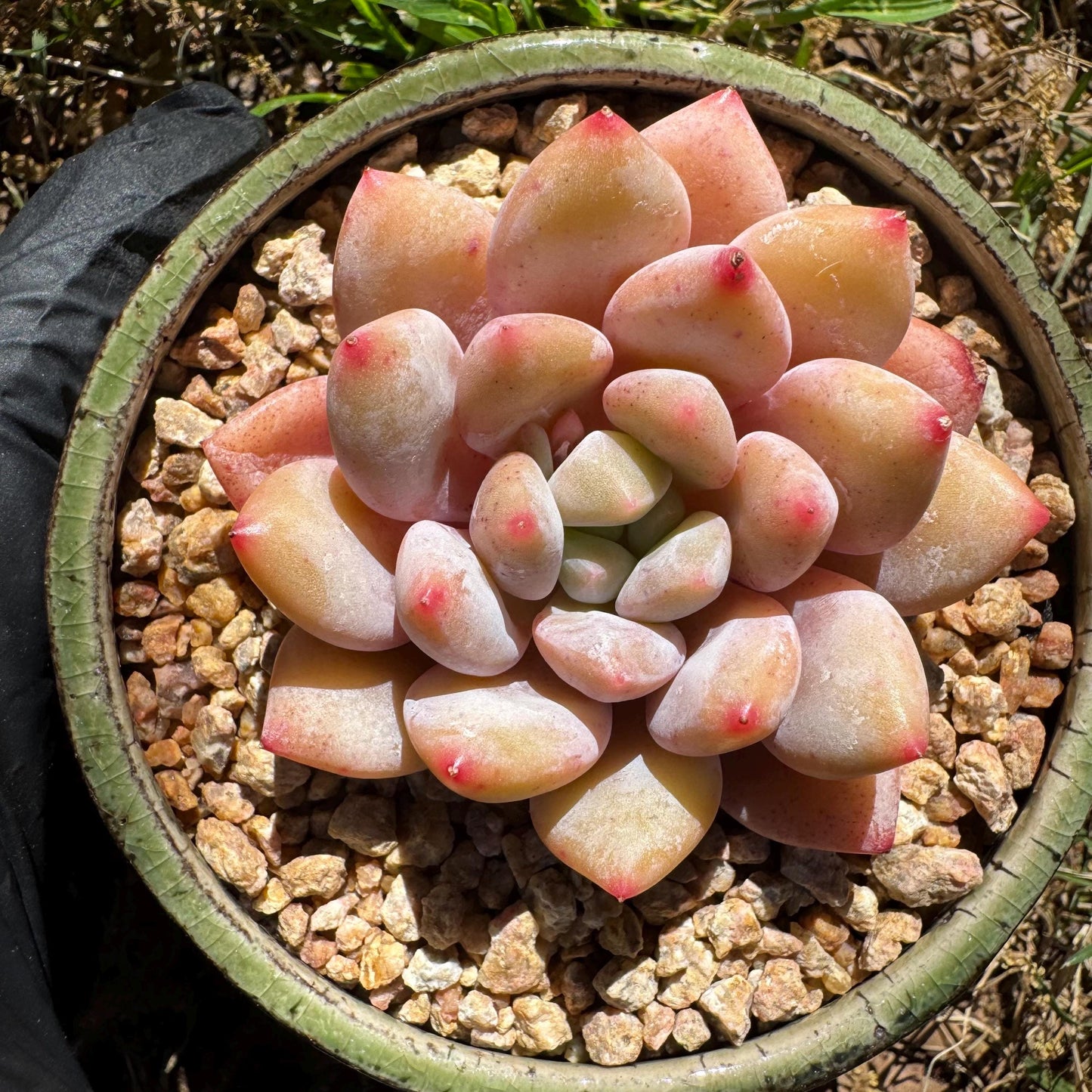 Rare succulents , Echeveria 'beauty summer' ,  2.1inches