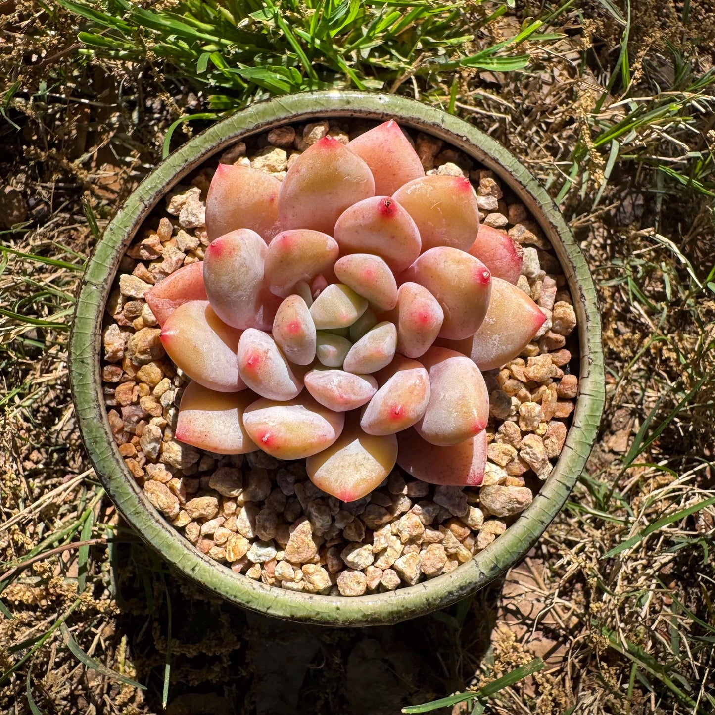 Rare succulents , Echeveria 'beauty summer' ,  2.1inches