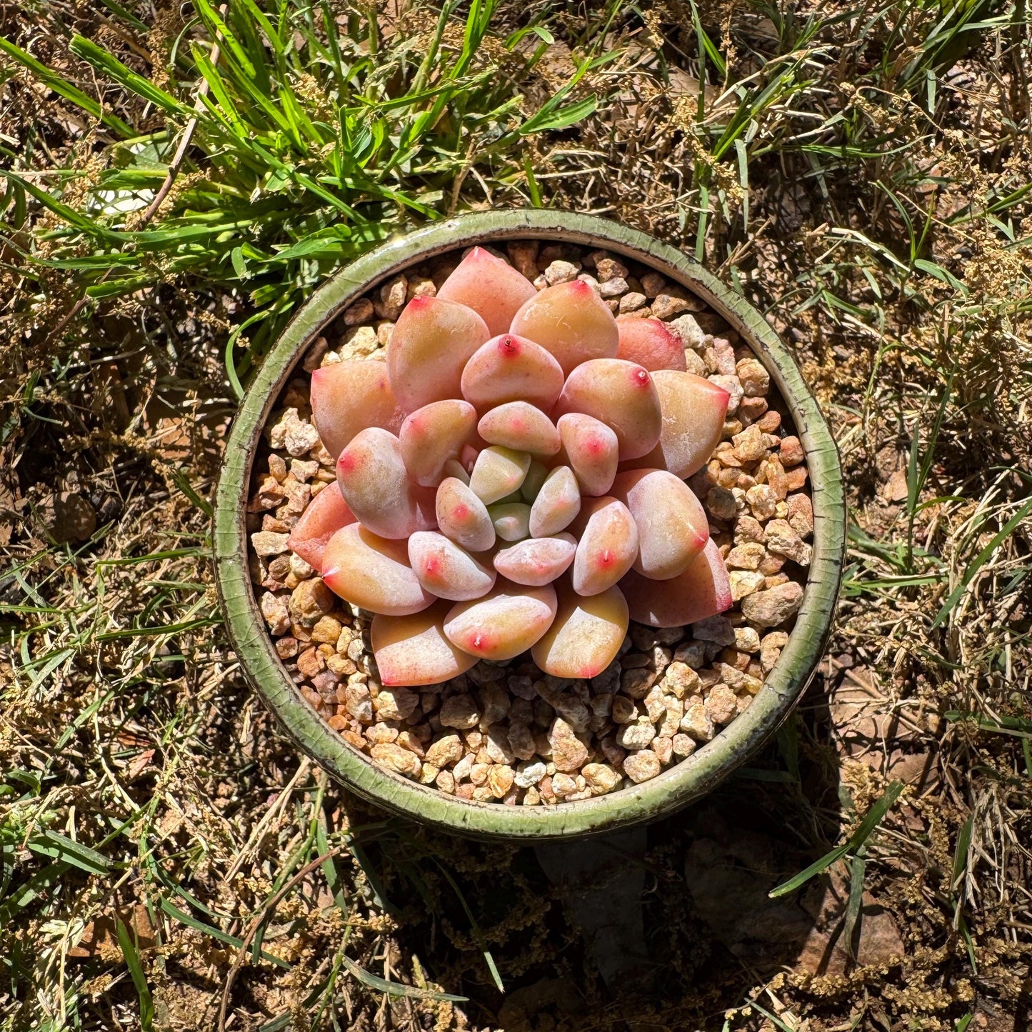 Rare succulents , Echeveria 'beauty summer' ,  2.1inches