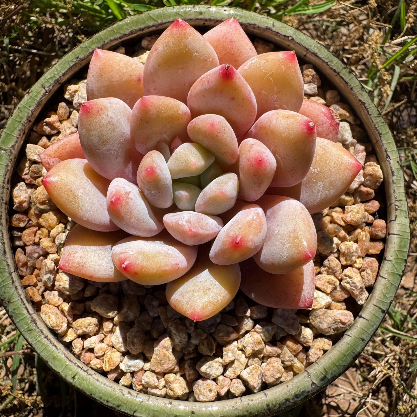Rare succulents , Echeveria 'beauty summer' ,  2.1inches