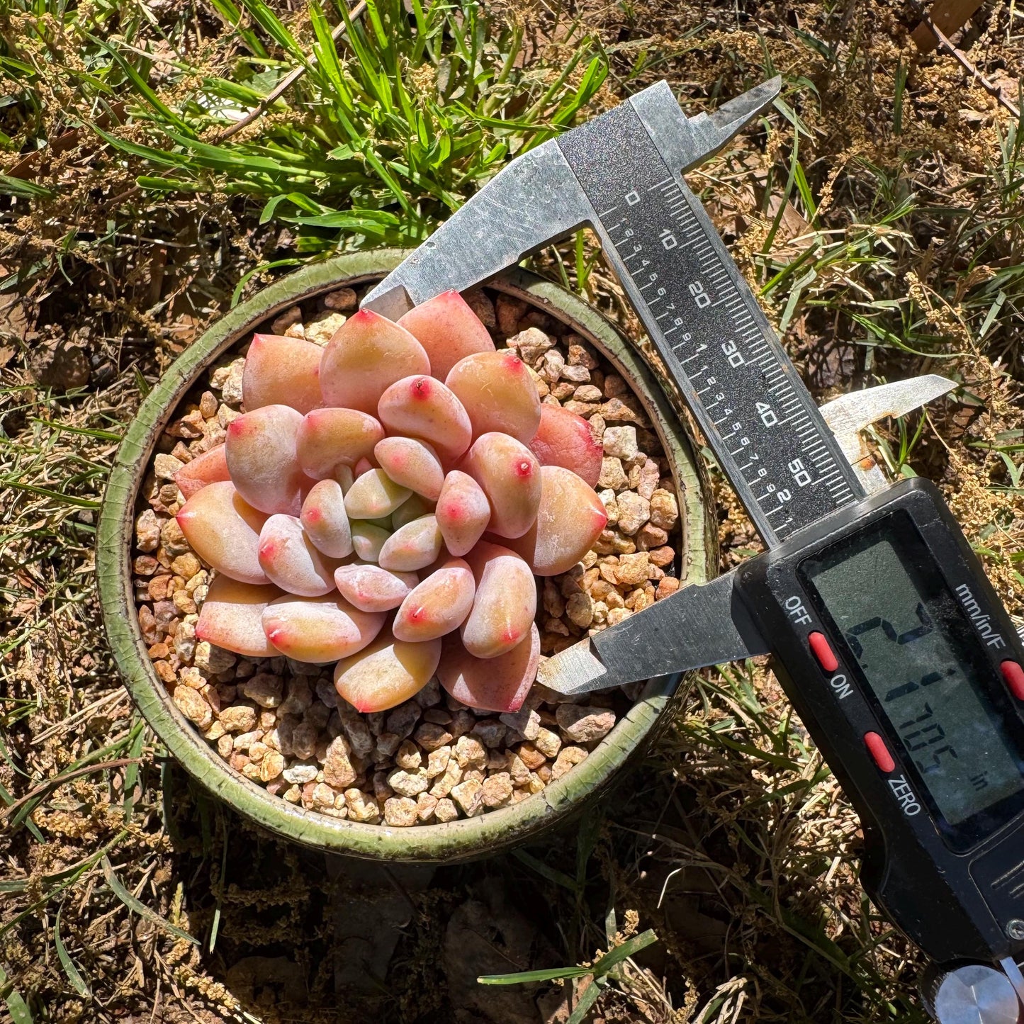 Rare succulents , Echeveria 'beauty summer' ,  2.1inches