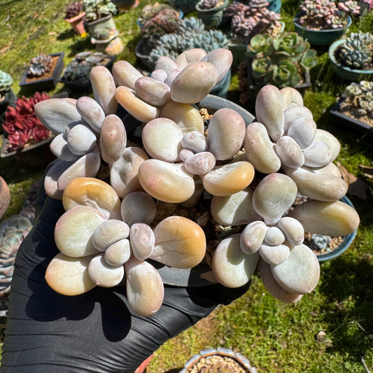 Pachyphytum oviferum, 6heads（2 clusters together）, 3.7inches