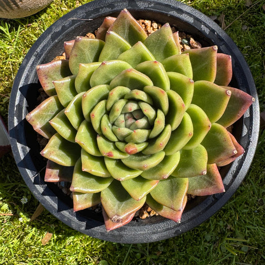 Rare succulents plants, Echeveria' agavoides hybrid',  4.1inches