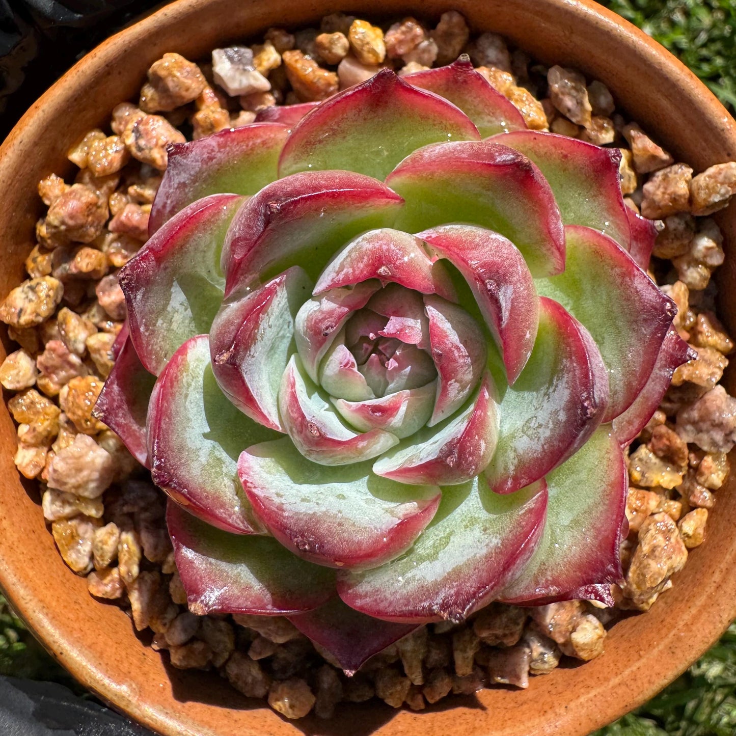 New succulents, Echeveria 'France Rose ', 2.1inches
